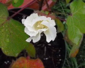 CottonBlossom
